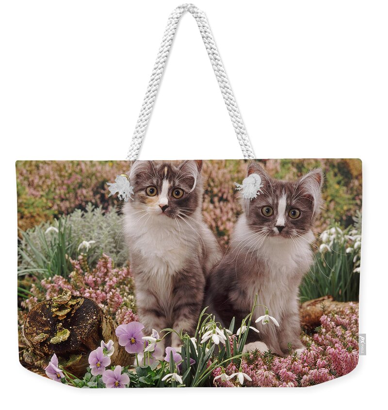 Kittens Weekender Tote Bag featuring the photograph Heather Cats by Warren Photographic