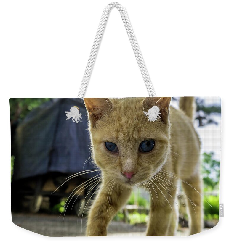 136a Weekender Tote Bag featuring the photograph Hello Beautiful 136a by Ricardos Creations