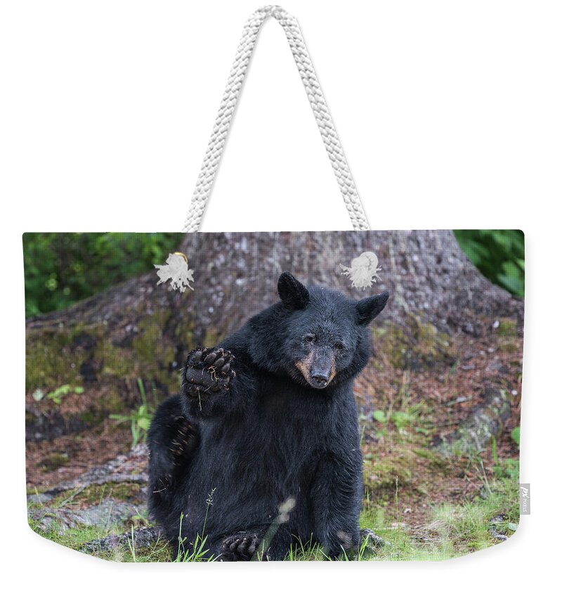 Black Bear Weekender Tote Bag featuring the photograph Hello by David Kirby