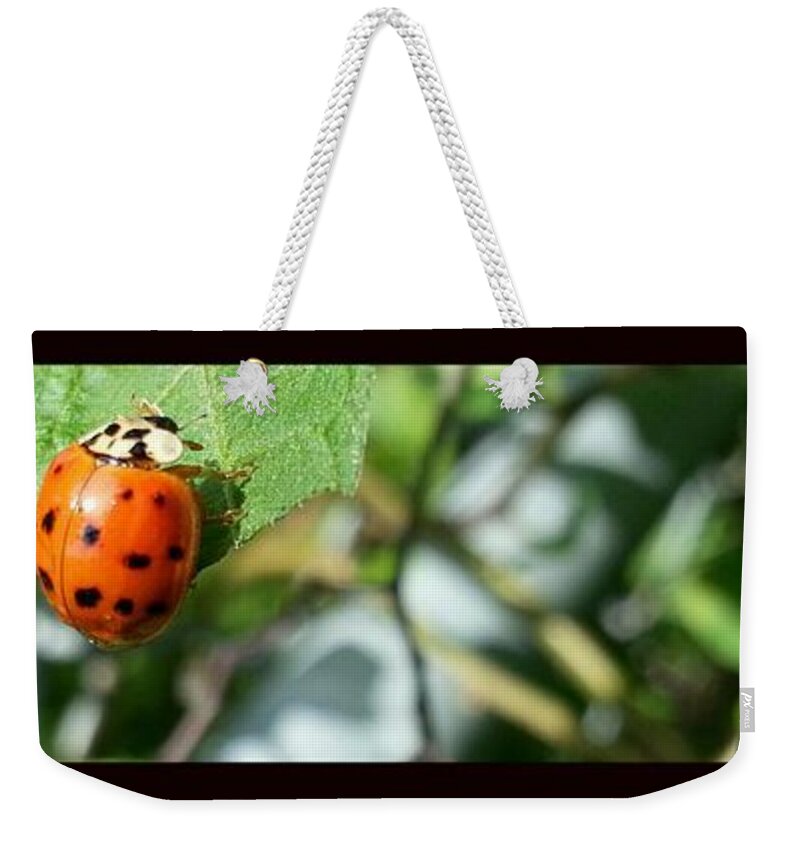 Ladybug Weekender Tote Bag featuring the photograph Hello Lady by Robert Knight