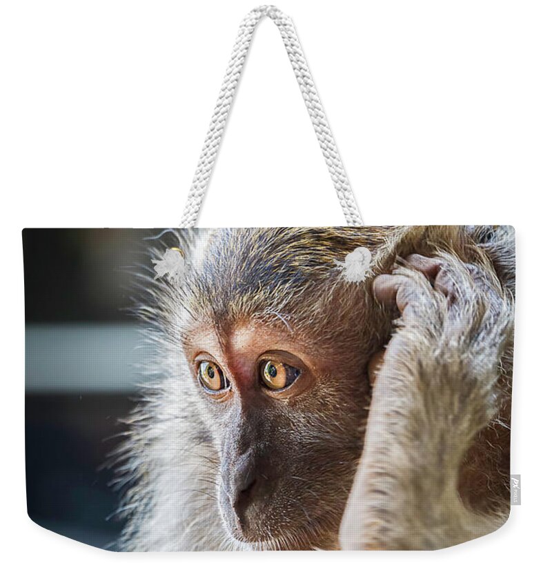 Monkey Weekender Tote Bag featuring the photograph Hello, Monkey Here by Rick Deacon