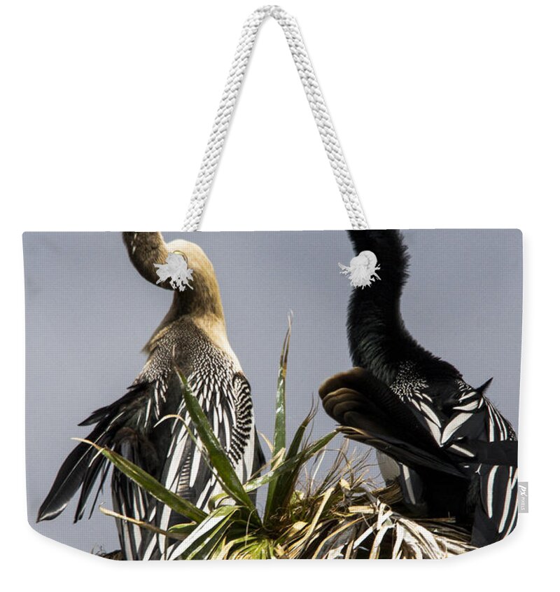Anhinga Weekender Tote Bag featuring the photograph Hen-Pecked by Jim Miller