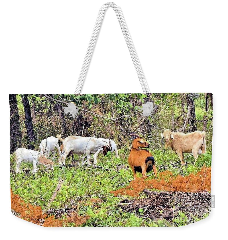 Goats Weekender Tote Bag featuring the photograph Herd of Goats in Osage County by Janette Boyd