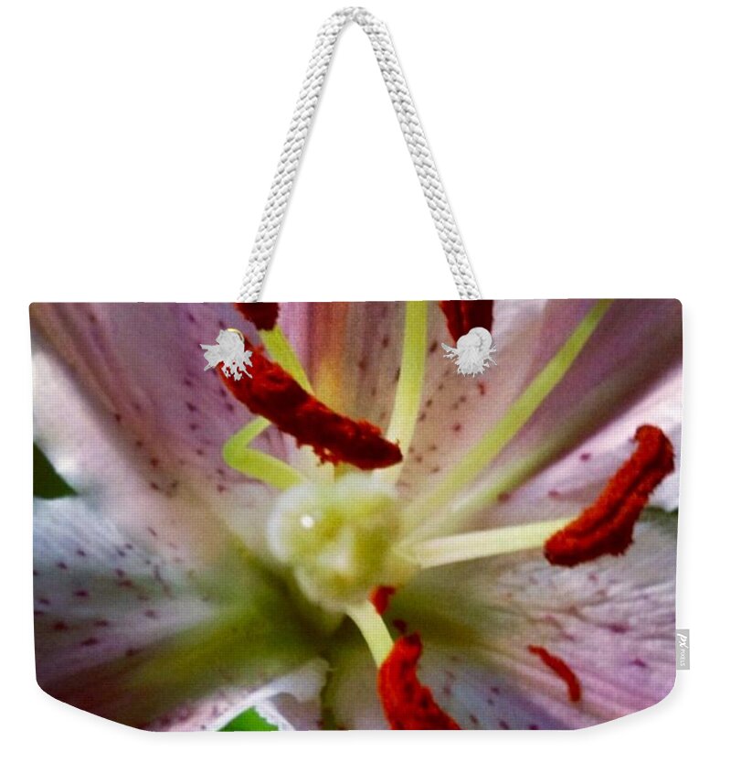 Lily Weekender Tote Bag featuring the photograph Here I Am by Denise Railey