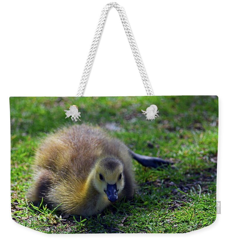 Canada Goose Weekender Tote Bag featuring the photograph Here's Looking at You by Maria Keady