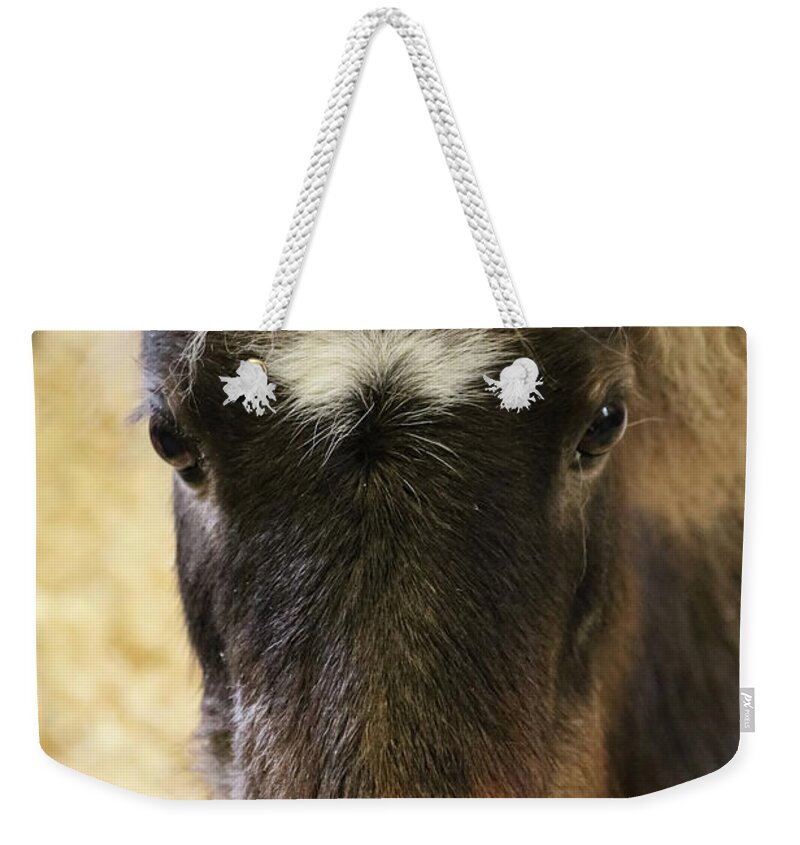 Miniature Horse Weekender Tote Bag featuring the photograph Here's Looking At You by Suzanne Luft