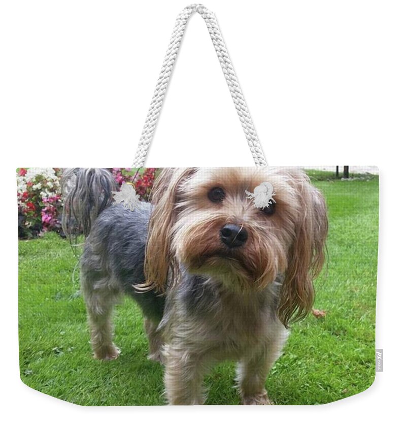 Dog Weekender Tote Bag featuring the photograph Pottering About The Garden by Rowena Tutty