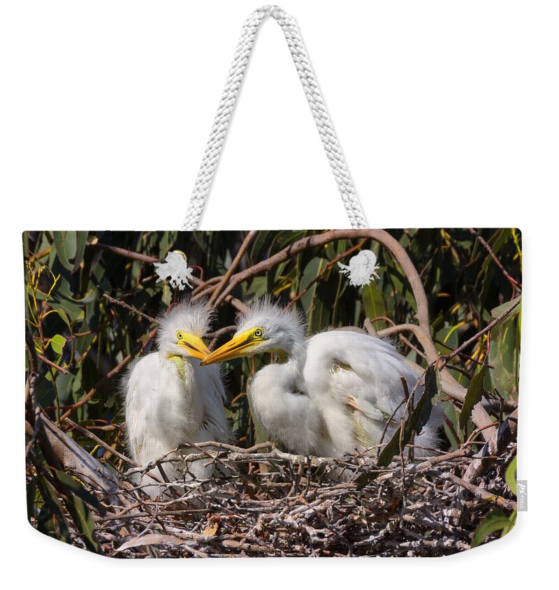 Heron Weekender Tote Bag featuring the photograph Heron Babies in their Nest by Kathleen Bishop