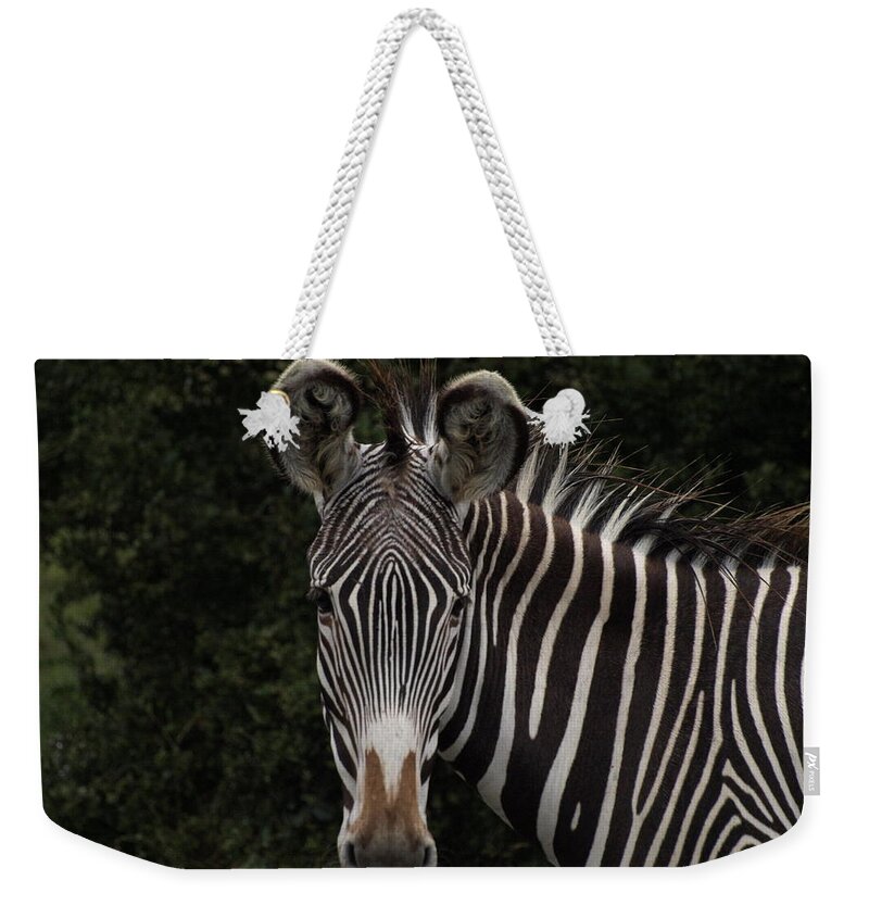 Animals Weekender Tote Bag featuring the photograph Hi Zebra by Richard Denyer