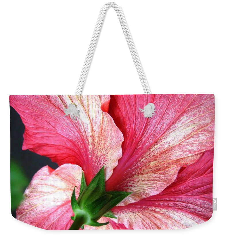Hibiscus Weekender Tote Bag featuring the photograph Hibiscus #5 by Cindy Schneider