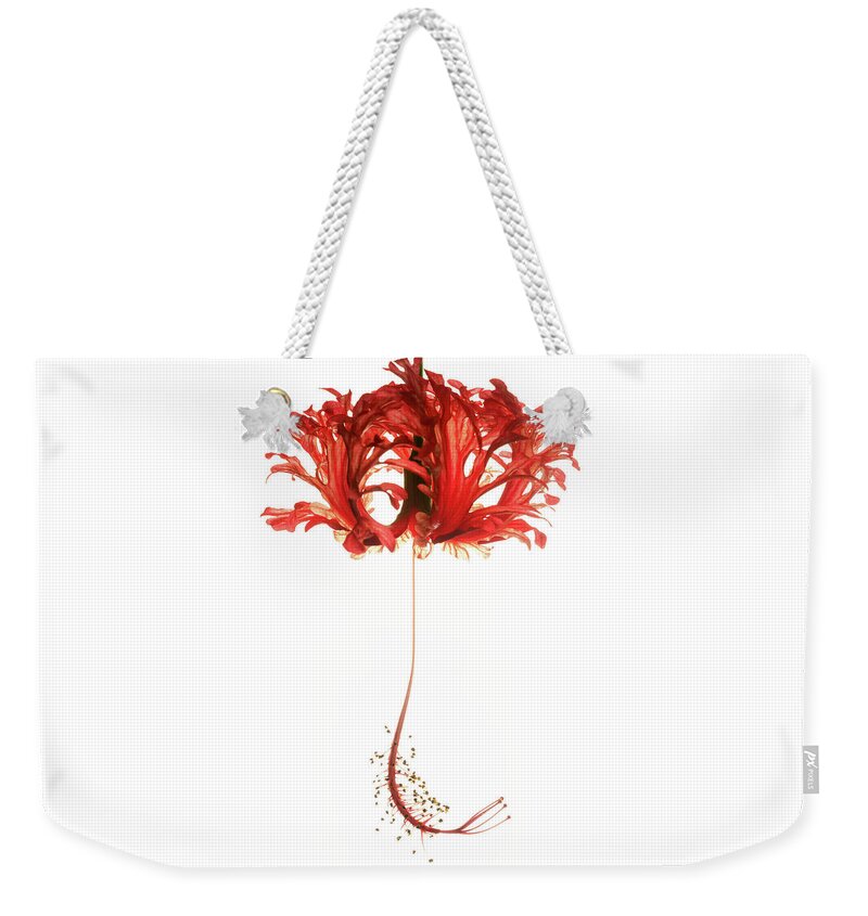 Hibiscus Weekender Tote Bag featuring the photograph Hibiscus Schizopetalus on White by Christopher Johnson