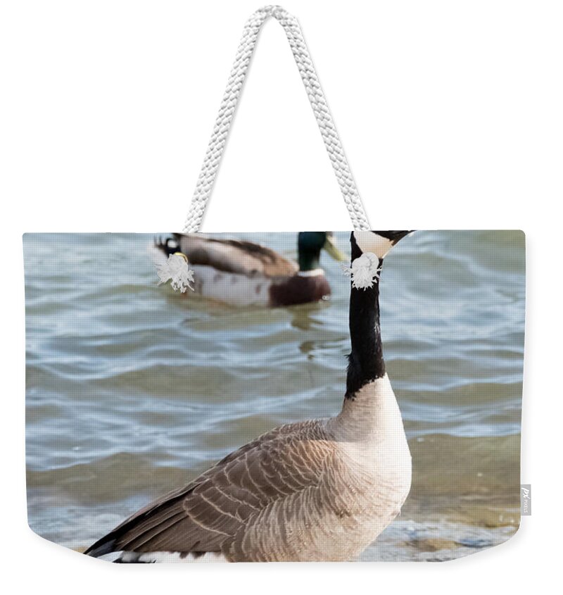 Goose Weekender Tote Bag featuring the photograph High-Class Goose by Holden The Moment