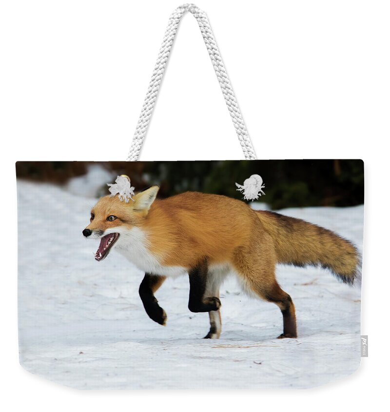 Animal Weekender Tote Bag featuring the photograph High Speed Fox by Mircea Costina Photography