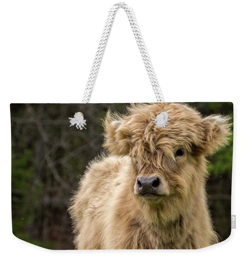 Calf Weekender Tote Bag featuring the photograph Highland Calf by Holly Ross