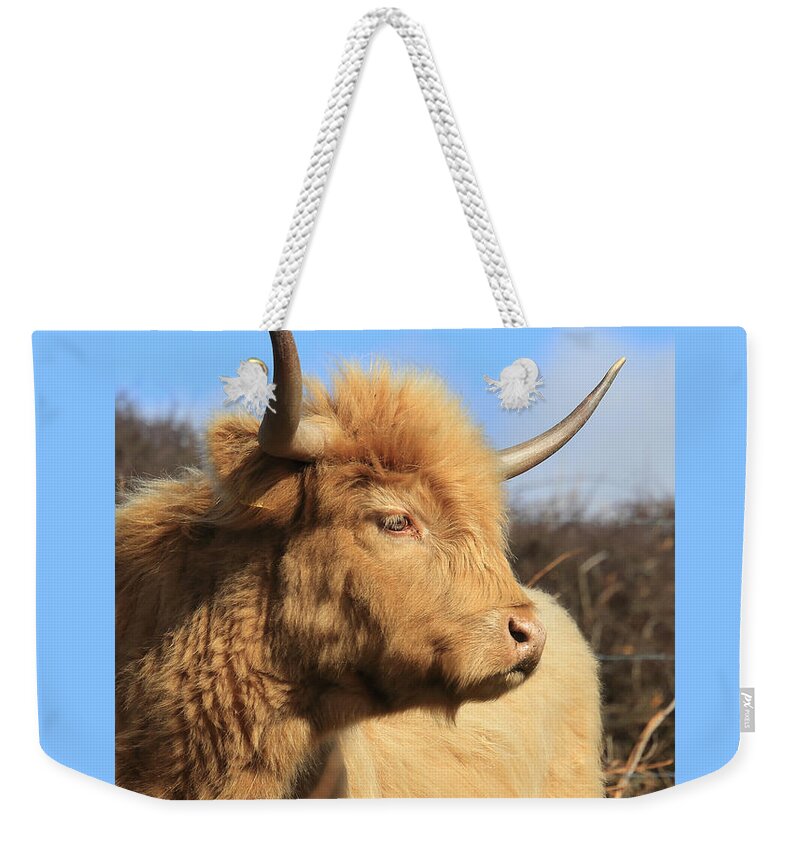 Highland Cattle Weekender Tote Bag featuring the photograph Highland Cattle by Tony Mills
