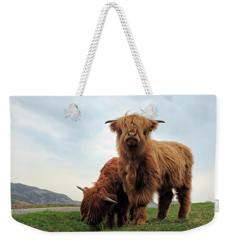 Highland Cows Weekender Tote Bag featuring the photograph Highland Cow Calves by Grant Glendinning