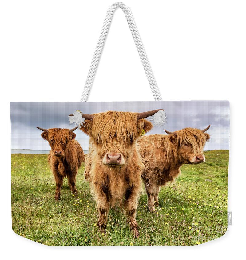 Highland Cattle Weekender Tote Bag featuring the photograph Highland Trio by Richard Burdon