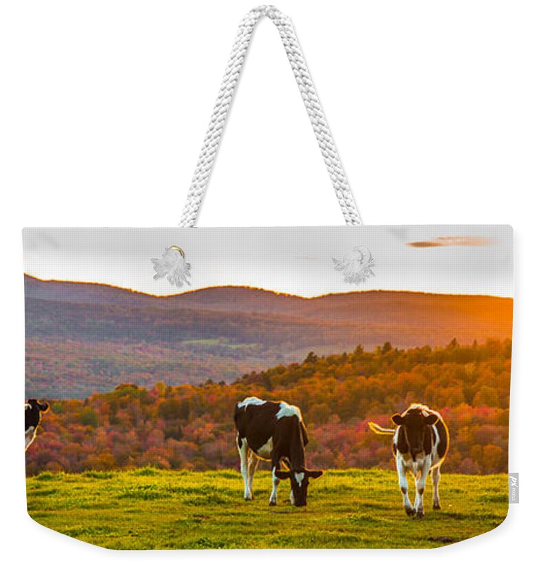 Cows Weekender Tote Bag featuring the photograph Hilltop Herd by Tim Kirchoff