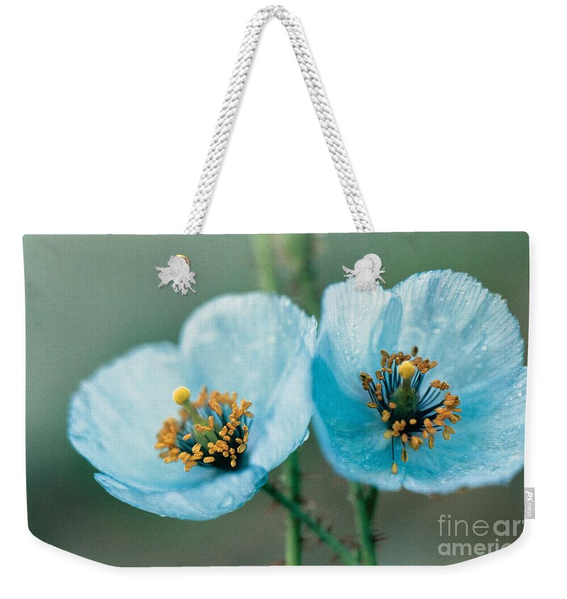 Himalayan Blue Poppy Weekender Tote Bag featuring the photograph Himalayan Blue Poppy by American School