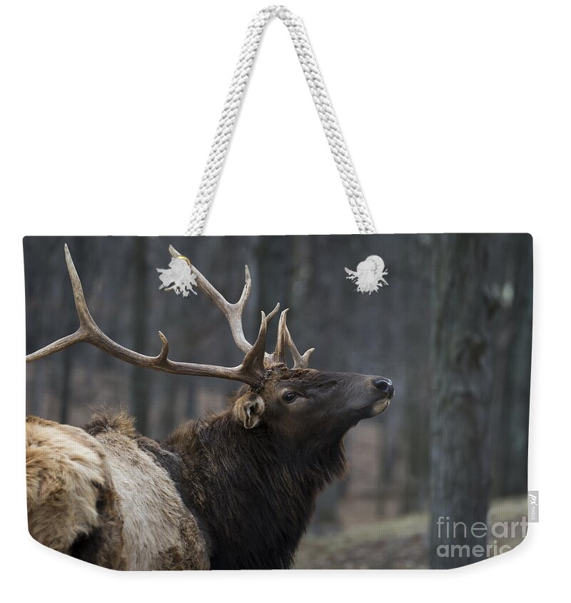 Bull Weekender Tote Bag featuring the photograph His Majesty by Andrea Silies
