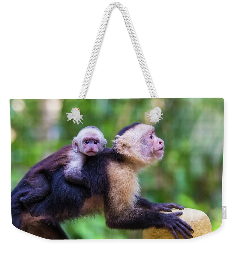 Costa Rica Weekender Tote Bag featuring the photograph Hitching a Ride by Dillon Kalkhurst