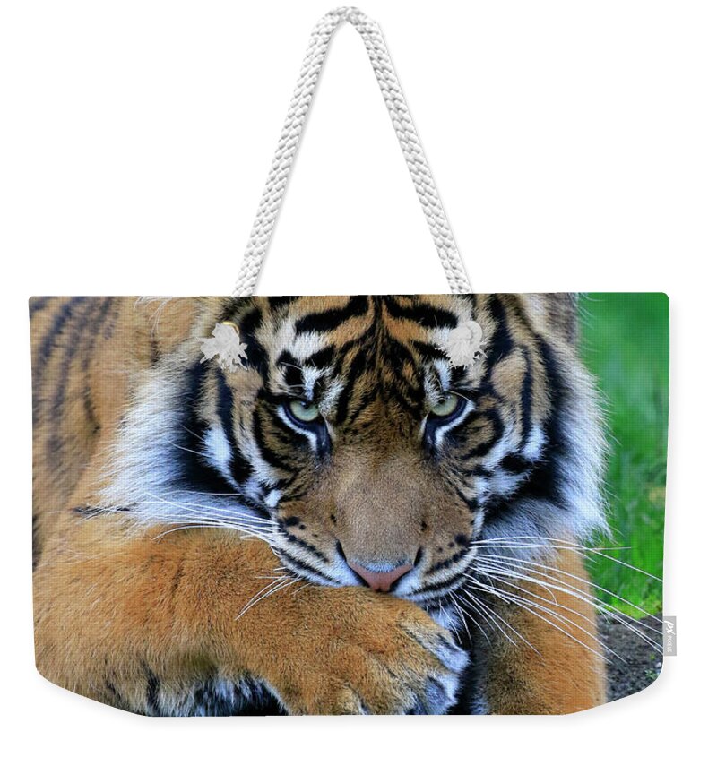 Tiger Weekender Tote Bag featuring the photograph Hmmm by Steve McKinzie