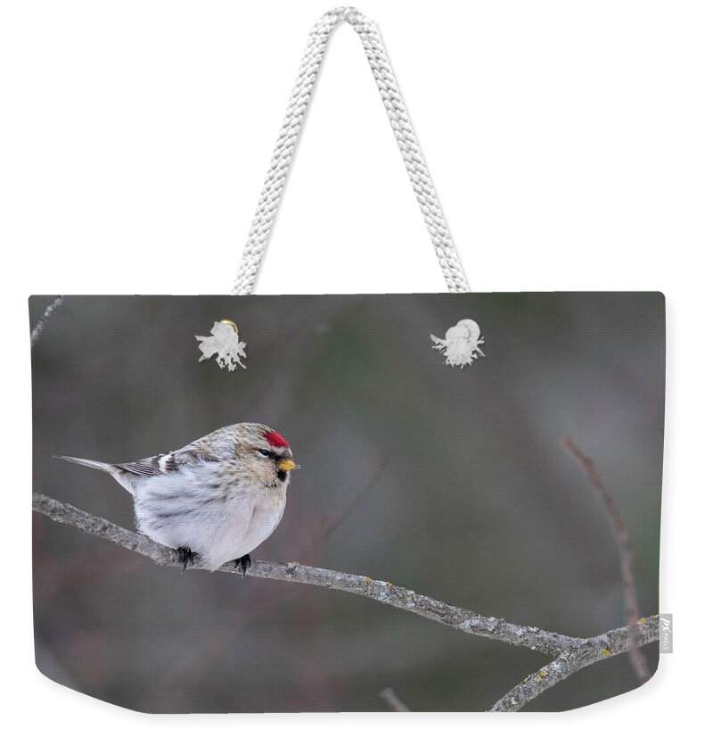 Bird Weekender Tote Bag featuring the photograph Hoary Redpoll by Brook Burling