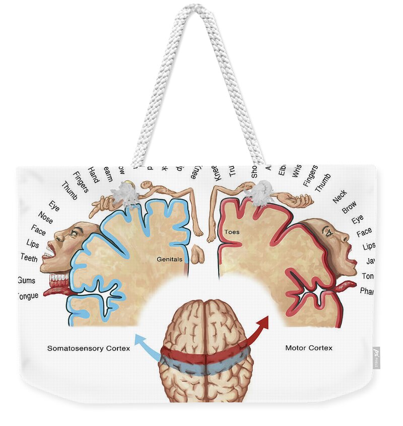 Anatomy Weekender Tote Bag featuring the photograph Homunculus Map by Spencer Sutton