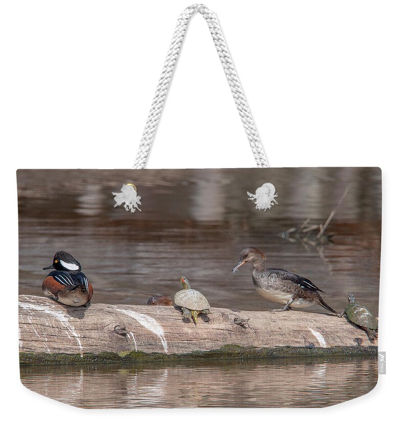 Nature Weekender Tote Bag featuring the photograph Hooded Merganser Pair Resting DWF0175 by Gerry Gantt