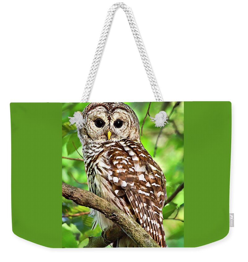 Owl Weekender Tote Bag featuring the photograph Hoot Owl by Christina Rollo