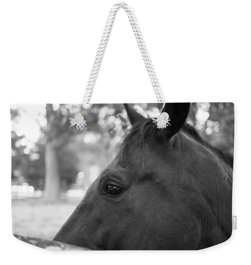 Horse Weekender Tote Bag featuring the photograph Horse at Fence by Lara Morrison