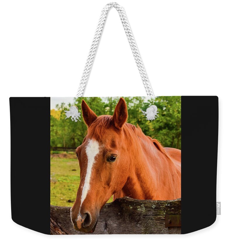 Horse Weekender Tote Bag featuring the photograph Horse Friends by Nicole Lloyd