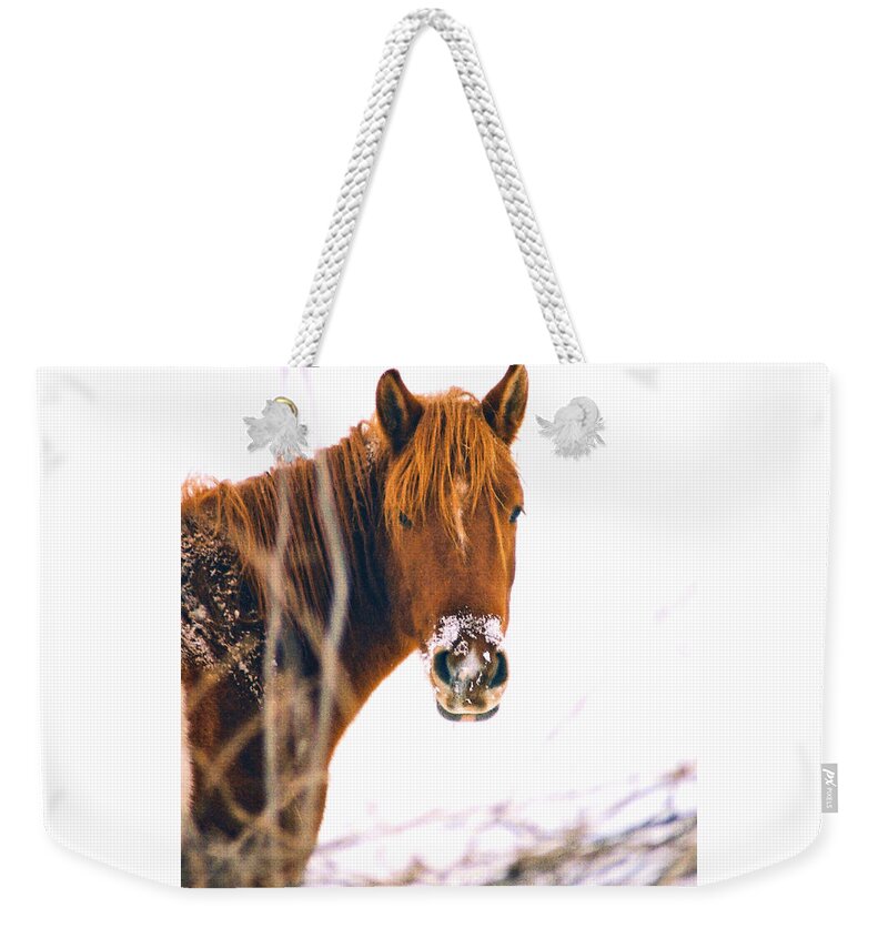 Horse Weekender Tote Bag featuring the photograph Horse in winter by Steve Karol