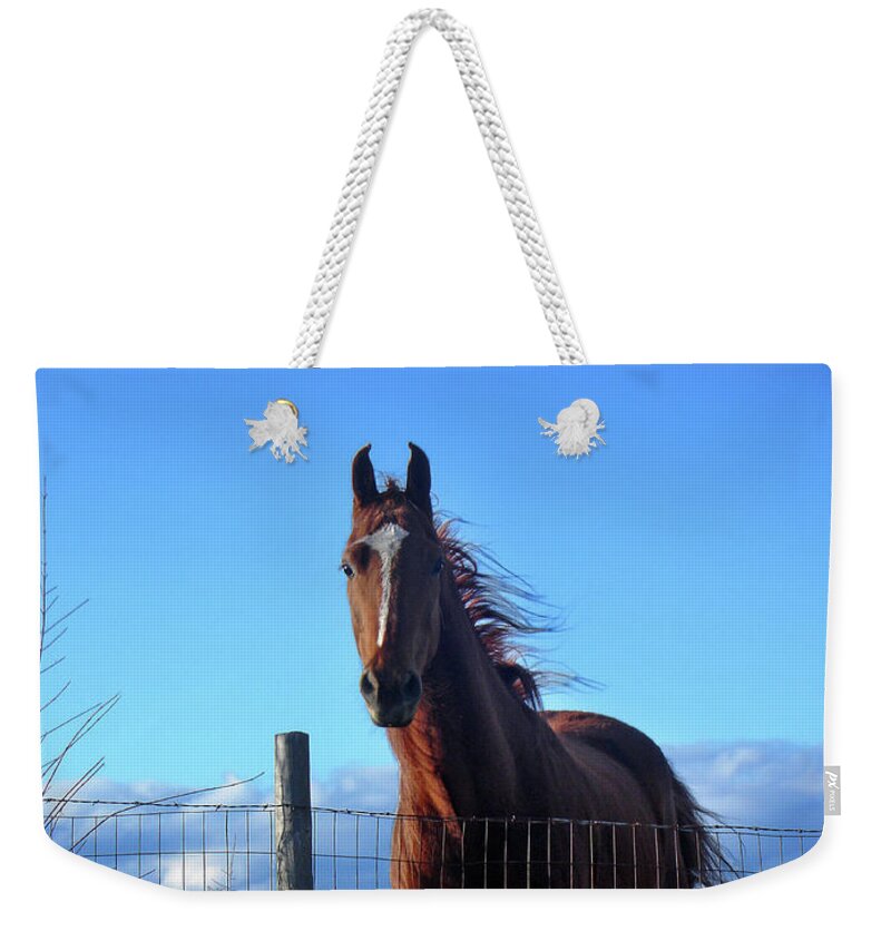 Horse Weekender Tote Bag featuring the photograph Horse Portrait by Steve Karol
