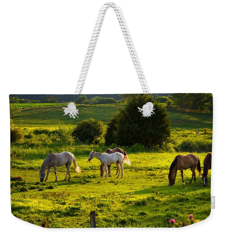 Da 18-135 Wr Weekender Tote Bag featuring the photograph Horses Grazing in Evening Light by Lori Coleman