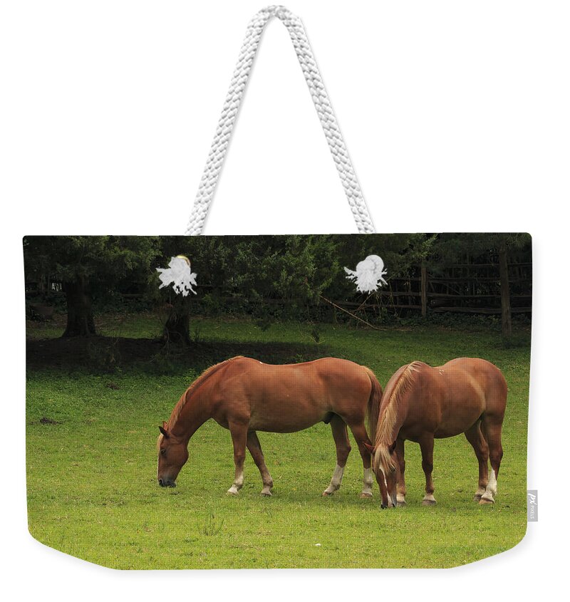 Beautiful Weekender Tote Bag featuring the photograph Horses in a Field by Travis Rogers