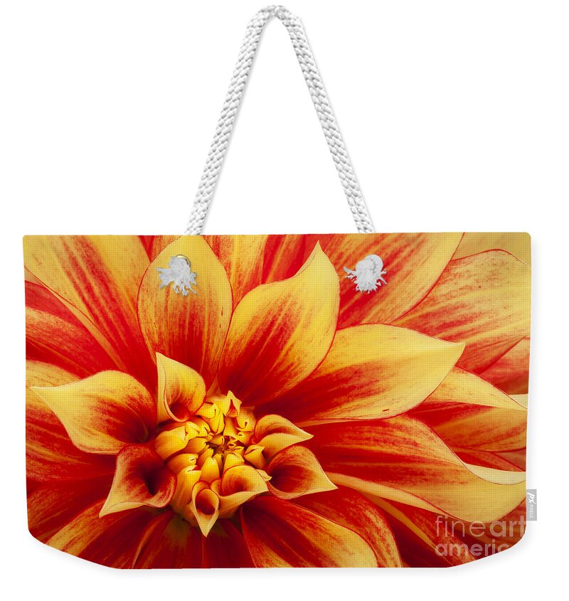 Dahlia Weekender Tote Bag featuring the photograph Hot Stuff by Patty Colabuono