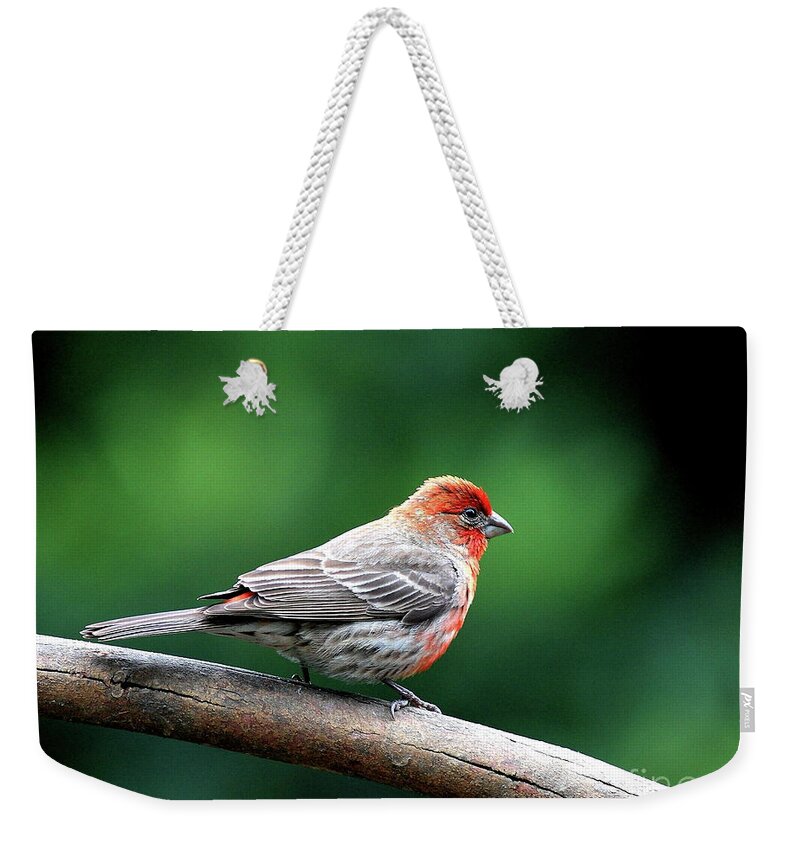 Bird Weekender Tote Bag featuring the photograph House Finch . 40D7227 by Wingsdomain Art and Photography