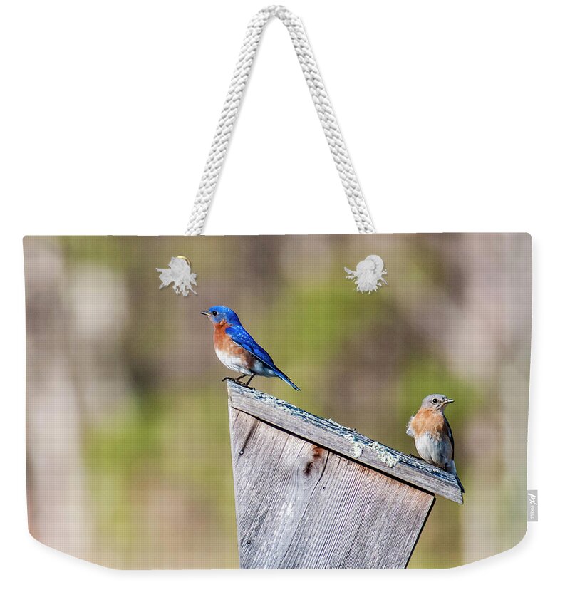 Bluebird Weekender Tote Bag featuring the photograph House Hunting by Cathy Kovarik
