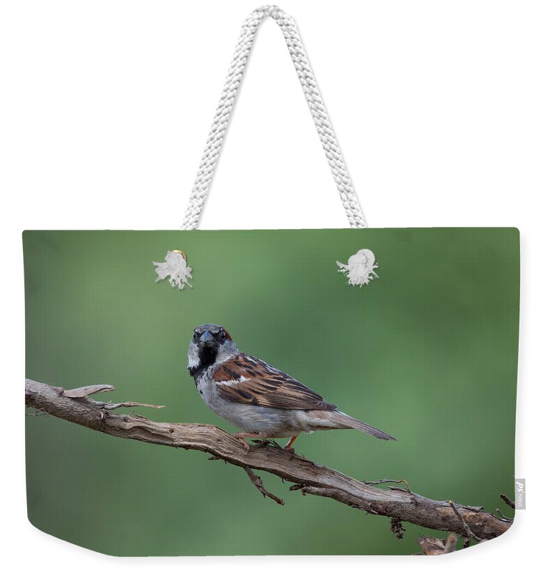 House Sparrow Weekender Tote Bag featuring the photograph House Sparrow by Holden The Moment