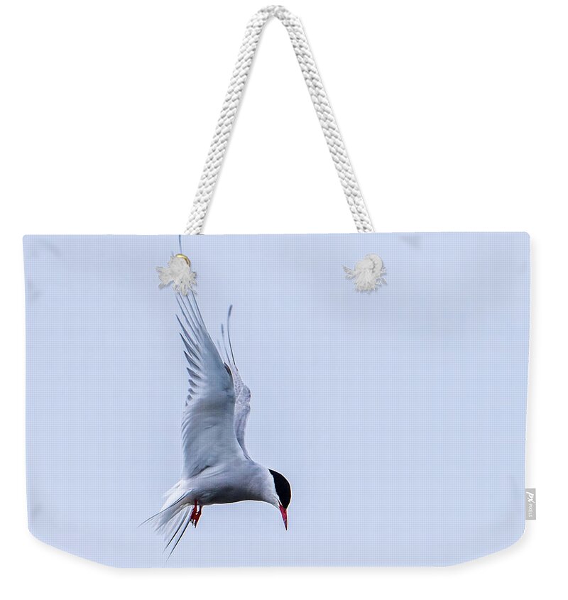 Hovering Arctric Tern Weekender Tote Bag featuring the photograph Hovering Arctic Tern by Torbjorn Swenelius