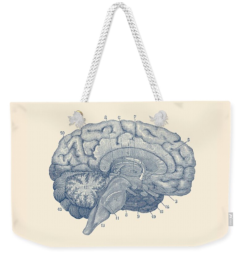 Frontal Lobe Weekender Tote Bag featuring the drawing Human Brain Anatomy Diagram by Vintage Anatomy Prints