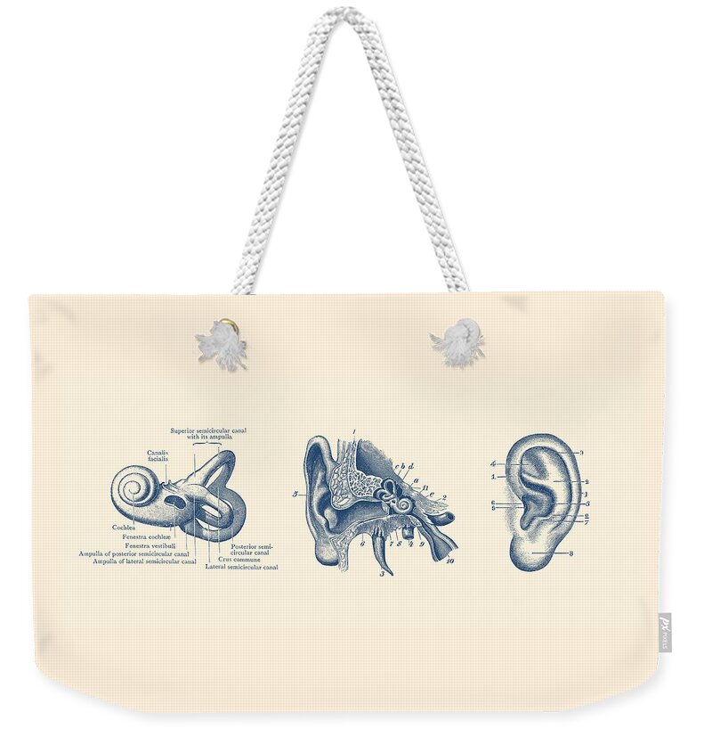Ear Weekender Tote Bag featuring the photograph Human Ear Anatomy Diagram - Vintage Print by Vintage Anatomy Prints