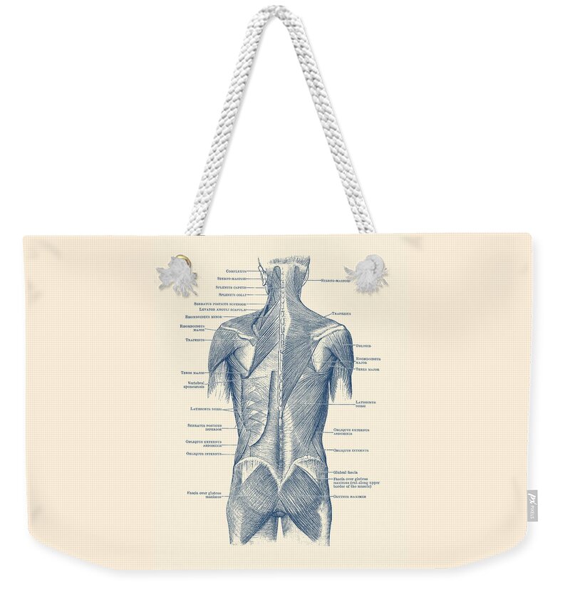 Glutes Weekender Tote Bag featuring the drawing Human Muscular System - Back and Glutes by Vintage Anatomy Prints