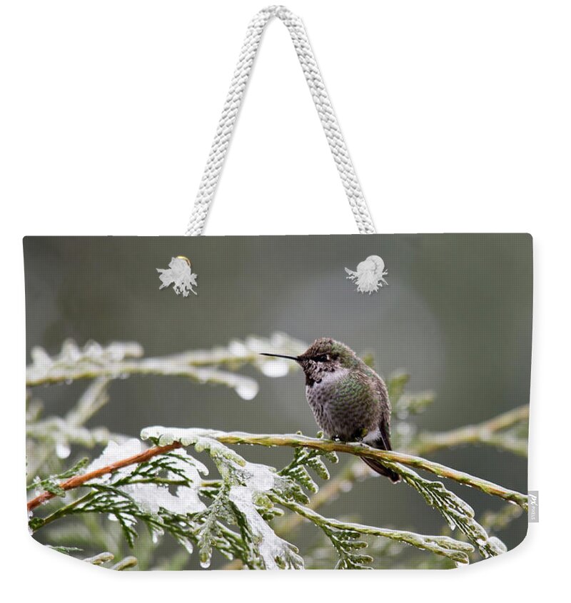 Hummingbird Weekender Tote Bag featuring the photograph Hummer on Snowy Branch 2 by Rebecca Cozart