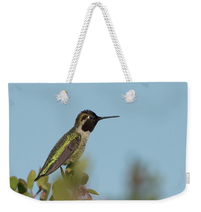 Bird Weekender Tote Bag featuring the photograph Hummingbird on Watch by Paul Johnson