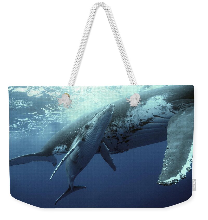 00700233 Weekender Tote Bag featuring the photograph Humpback Whale and Calf by Mike Parry
