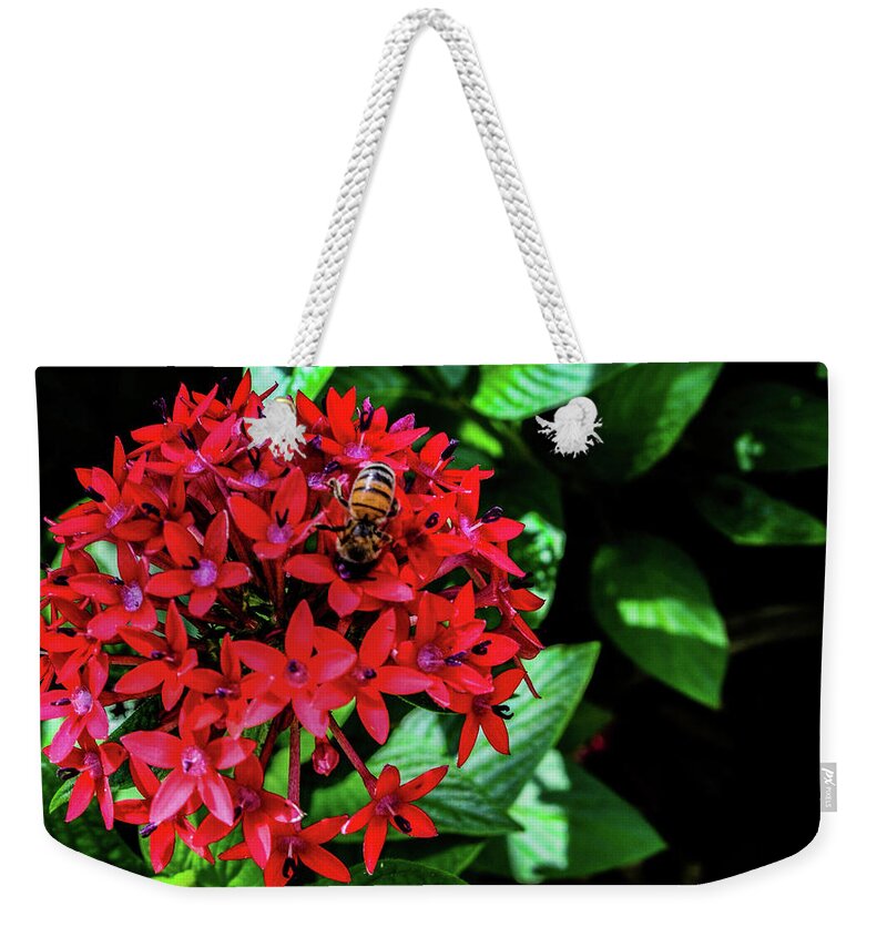 Bumblebee Weekender Tote Bag featuring the photograph Hungry Bee by Bradley Dever