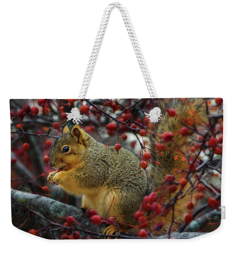 Squirrel Tree Crabapple Nature Animal Winter Autumn Wildlife Eating Weekender Tote Bag featuring the photograph Hungry Squirrel - squirrel dining on brilliant red crabapples in late autumn by Peter Herman