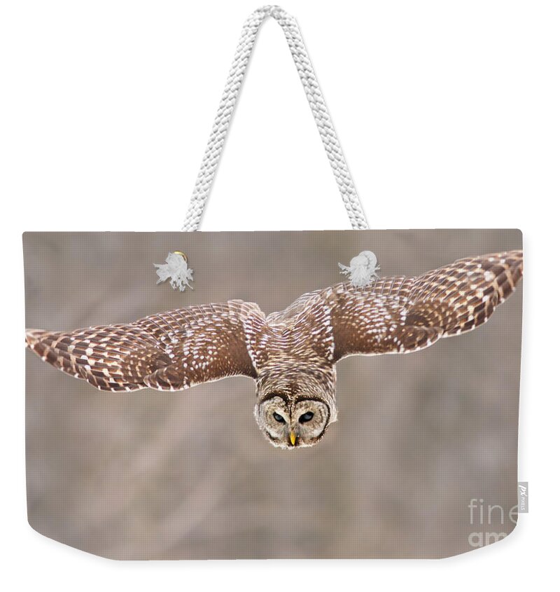 Wild Weekender Tote Bag featuring the photograph Hunting Barred Owl by Mircea Costina Photography
